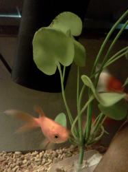 <img0*250:stuff/z/178728/Raven%2527s%2520goldfish/IMG_20110822_191242.jpg>