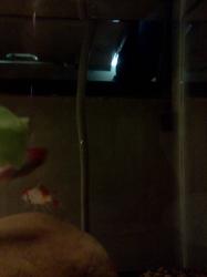 <img0*250:stuff/z/178728/Raven%2527s%2520goldfish/IMG_20110822_191249.jpg>