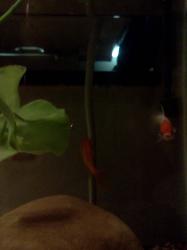 <img0*250:stuff/z/178728/Raven%2527s%2520goldfish/IMG_20110822_191253.jpg>