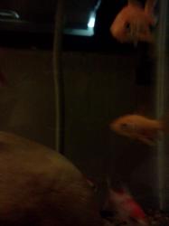 <img0*250:stuff/z/178728/Raven%2527s%2520goldfish/IMG_20110822_191302.jpg>