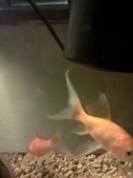 <img0*250:stuff/z/178728/Raven%2527s%2520goldfish/IMG_20110822_191308.jpg>