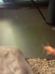 <img0*250:stuff/z/178728/Raven%2527s%2520goldfish/IMG_20110822_191313.jpg>