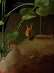 <img0*250:stuff/z/178728/Raven%2527s%2520goldfish/IMG_20110822_191333.jpg>