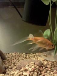 <img0*250:stuff/z/178728/Raven%2527s%2520goldfish/IMG_20110822_191339.jpg>