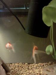 <img0*250:stuff/z/178728/Raven%2527s%2520goldfish/IMG_20110822_191343.jpg>