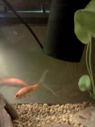 <img0*250:stuff/z/178728/Raven%2527s%2520goldfish/IMG_20110822_191346.jpg>
