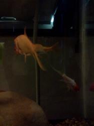 <img0*250:stuff/z/178728/Raven%2527s%2520goldfish/IMG_20110822_191358.jpg>
