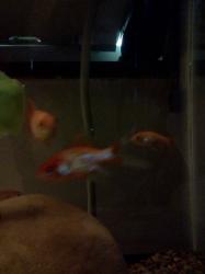 <img0*250:stuff/z/178728/Raven%2527s%2520goldfish/IMG_20110822_191402.jpg>