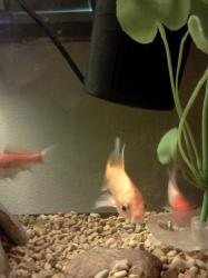 <img0*250:stuff/z/178728/Raven%2527s%2520goldfish/IMG_20110822_191408.jpg>