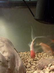 <img0*250:stuff/z/178728/Raven%2527s%2520goldfish/IMG_20110822_191422.jpg>