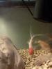 Raven's goldfish