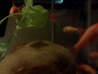 <img0*250:stuff/z/178728/Raven%2527s%2520goldfish/IMG_20110822_191445.jpg>
