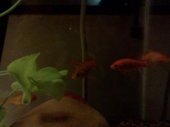 <img0*250:stuff/z/178728/Raven%2527s%2520goldfish/IMG_20110822_191454.jpg>