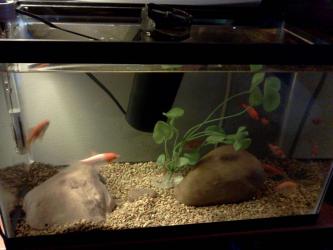 <img0*250:stuff/z/178728/Raven%2527s%2520goldfish/IMG_20110822_191503.jpg>