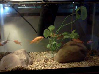 <img0*250:stuff/z/178728/Raven%2527s%2520goldfish/IMG_20110822_191509.jpg>