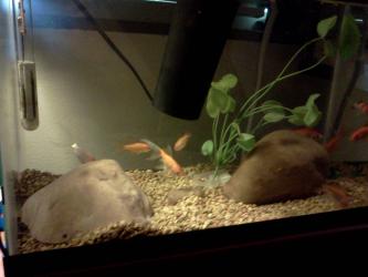 <img0*250:stuff/z/178728/Raven%2527s%2520goldfish/IMG_20110822_191515.jpg>