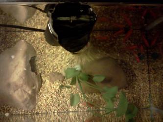 <img0*250:stuff/z/178728/Raven%2527s%2520goldfish/IMG_20110822_191524.jpg>