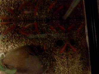 <img0*250:stuff/z/178728/Raven%2527s%2520goldfish/IMG_20110822_191529.jpg>