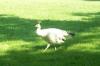 <img100*0:stuff/z/179797/%255e_-/100_0152.jpg>
