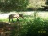 <img100*0:stuff/z/179797/%255e_-/100_0160.jpg>