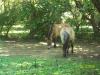 <img100*0:stuff/z/179797/%255e_-/100_0162.jpg>
