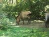 <img100*0:stuff/z/179797/%255e_-/100_0163.jpg>
