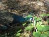 <img100*0:stuff/z/179797/%255e_-/100_0182.jpg>