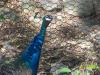 <img100*0:stuff/z/179797/%255e_-/100_0183.jpg>