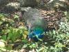 <img100*0:stuff/z/179797/%255e_-/100_0184.jpg>