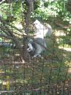 <img100*0:stuff/z/179797/%255e_-/100_0191.jpg>