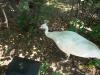 <img100*0:stuff/z/179797/%255e_-/100_0204.jpg>