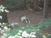 <img100*0:stuff/z/179797/%255e_-/100_0223.jpg>