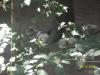 <img100*0:stuff/z/179797/%255e_-/100_0224.jpg>