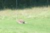<img100*0:stuff/z/179797/%255e_-/100_0227.jpg>