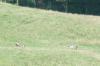 <img100*0:stuff/z/179797/%255e_-/100_0229.jpg>