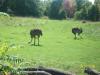 <img100*0:stuff/z/179797/%255e_-/100_0234.jpg>