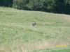 <img100*0:stuff/z/179797/%255e_-/100_0235.jpg>