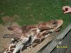 <img100*0:stuff/z/179797/%255e_-/100_0236.jpg>