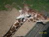 <img100*0:stuff/z/179797/%255e_-/100_0238.jpg>