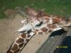 <img100*0:stuff/z/179797/%255e_-/100_0240.jpg>