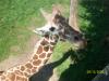 <img100*0:stuff/z/179797/%255e_-/100_0241.jpg>