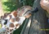 <img100*0:stuff/z/179797/%255e_-/100_0242.jpg>