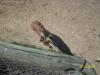 <img100*0:stuff/z/179797/%255e_-/100_0245.jpg>