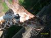 <img100*0:stuff/z/179797/%255e_-/100_0246.jpg>