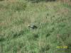 <img100*0:stuff/z/179797/%255e_-/100_0249.jpg>