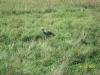 <img100*0:stuff/z/179797/%255e_-/100_0251.jpg>