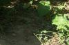 <img100*0:stuff/z/179797/%255e_-/100_0258.jpg>