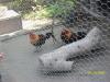 <img100*0:stuff/z/179797/%255e_-/100_0295.jpg>