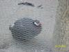 <img100*0:stuff/z/179797/%255e_-/100_0296.jpg>