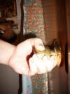 <img100*0:stuff/z/179797/%255e_-/100_1838.jpg>
